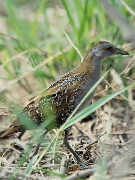 Kääpiöhuitti, Baillon's Crake, Porzana pusilla